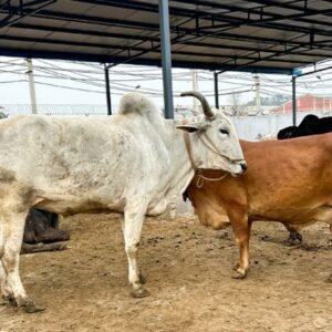 Untitled design (24)