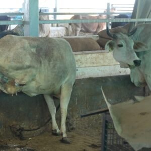 Untitled design (25)