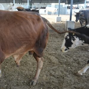 Untitled design (26)