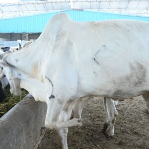 Untitled design (29)